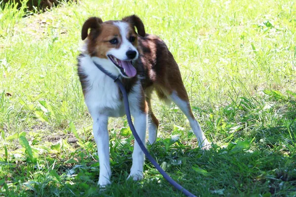 Pies do adopcji, Bełchatów, 18 października 2024 (5/5)