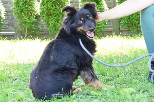 Pies do adopcji, Bełchatów, 23 stycznia 2025 (2/5)