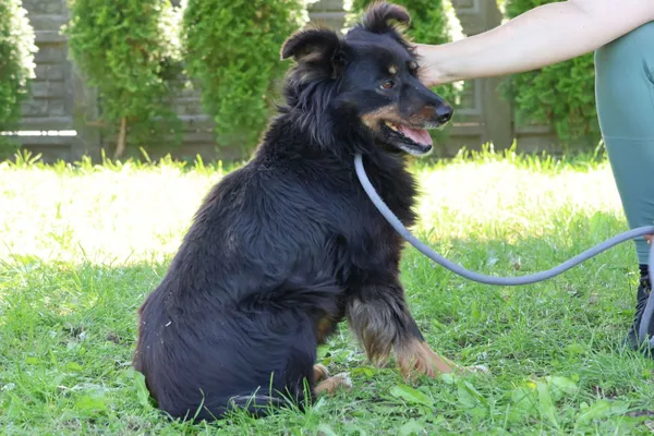 Pies do adopcji, Bełchatów, 23 stycznia 2025 (4/5)