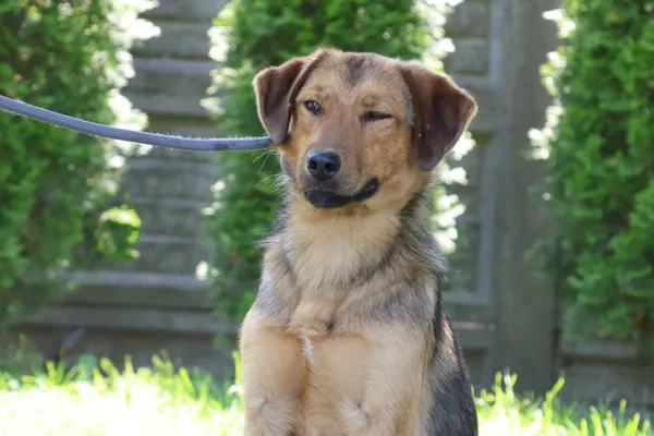 Pies do adopcji, Bełchatów, 8 października 2024 (1/5)