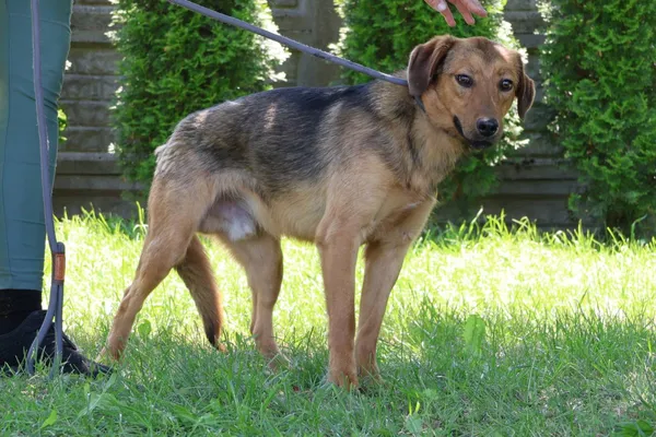 Pies do adopcji, Bełchatów, 8 października 2024 (2/5)