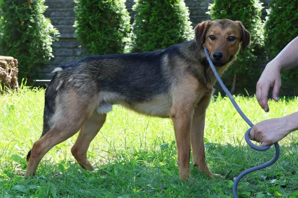 Pies do adopcji, Bełchatów, 8 października 2024 (4/5)