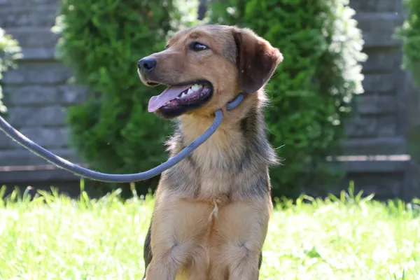 Pies do adopcji, Bełchatów, 8 października 2024 (5/5)