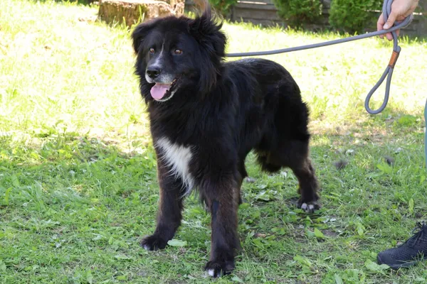 Pies do adopcji, Bełchatów, 16 lutego 2025 (1/4)