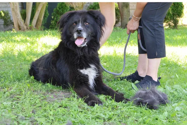 Pies do adopcji, Bełchatów, 16 lutego 2025 (2/4)