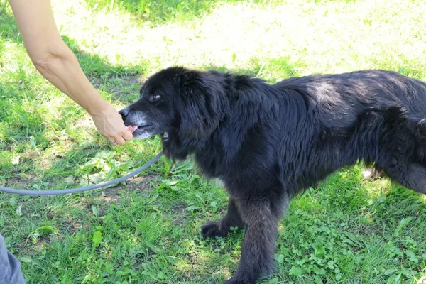 Pies do adopcji, Bełchatów, 16 lutego 2025 (4/4)