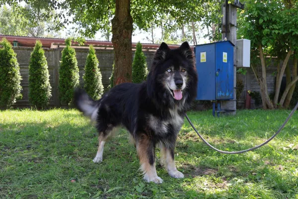 Pies do adopcji, Bełchatów, 23 stycznia 2025 (1/5)