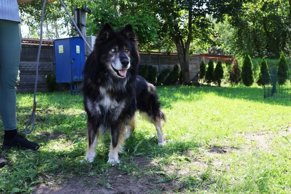 Pies do adopcji, Bełchatów, 23 stycznia 2025 (2/5)