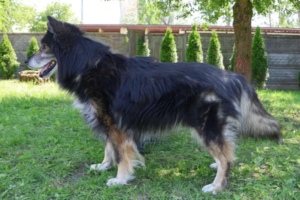 Pies do adopcji, Bełchatów, 23 stycznia 2025 (3/5)