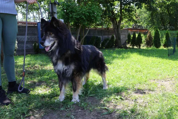 Pies do adopcji, Bełchatów, 23 stycznia 2025 (4/5)