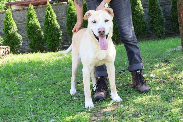 Pies do adopcji, Bełchatów, 21 września 2019 (1/5)