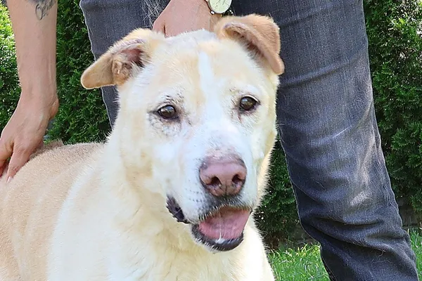 Pies do adopcji, Bełchatów, 21 września 2019 (2/5)