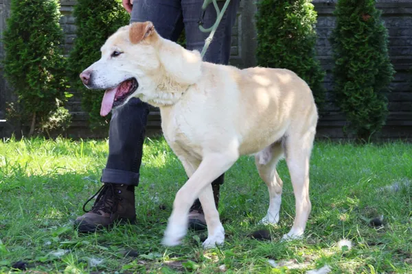 Pies do adopcji, Bełchatów, 21 września 2019 (3/5)