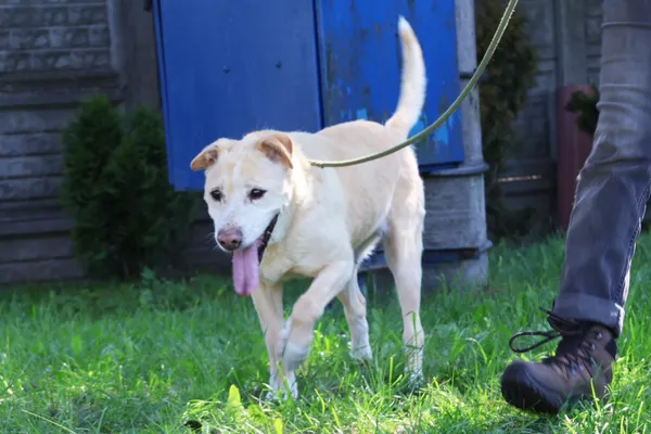 Pies do adopcji, Bełchatów, 21 września 2019 (4/5)