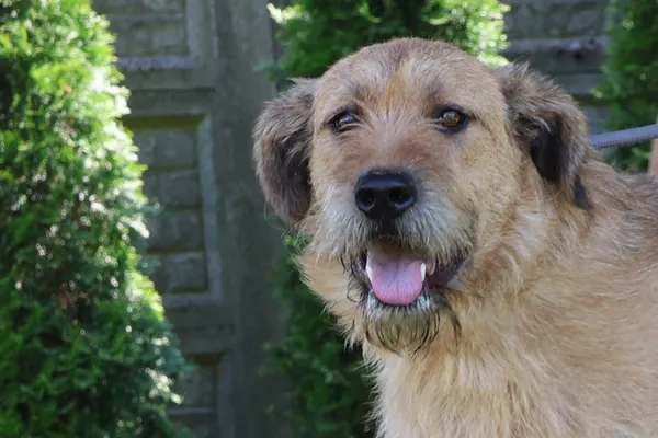 Pies do adopcji, Bełchatów, 28 stycznia 2025 (1/4)