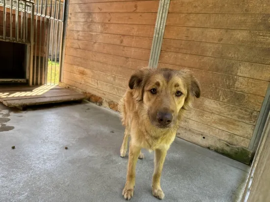 Pies do adopcji, Kraków, 30 czerwca 2025