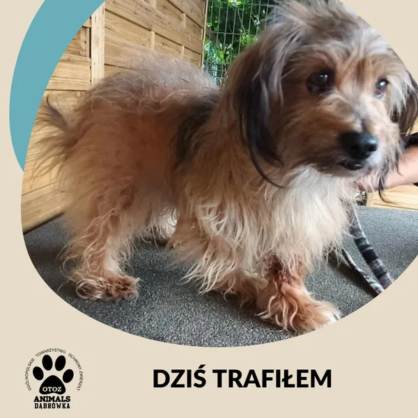 Znaleziono psa, Dąbrówka, 13 lipca 2025