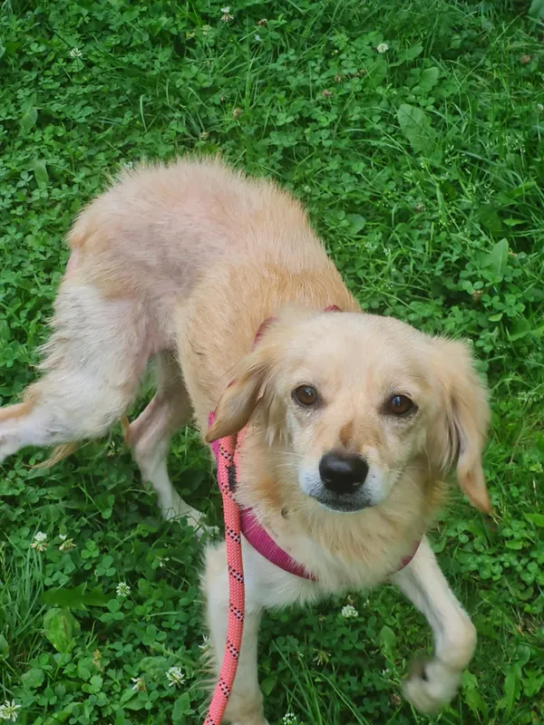 Pies do adopcji, Włocławek, 15 lipca 2025 (1/4)