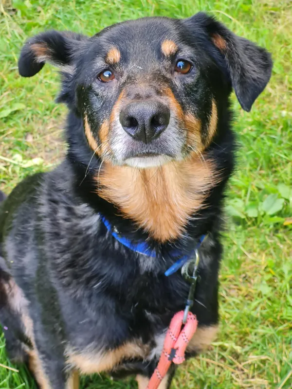 Pies do adopcji, Włocławek, 15 lipca 2025 (2/5)