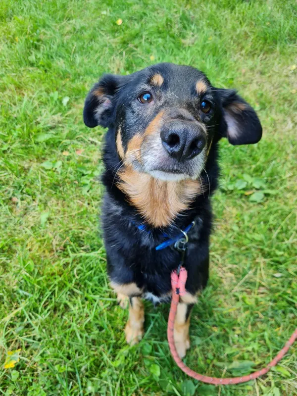 Pies do adopcji, Włocławek, 15 lipca 2025 (3/5)