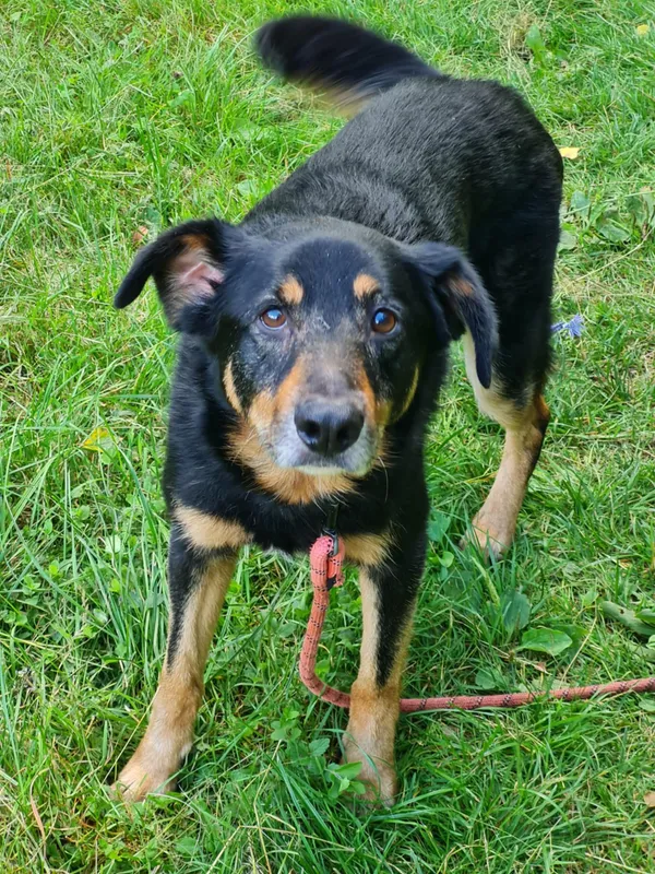 Pies do adopcji, Włocławek, 15 lipca 2025 (4/5)