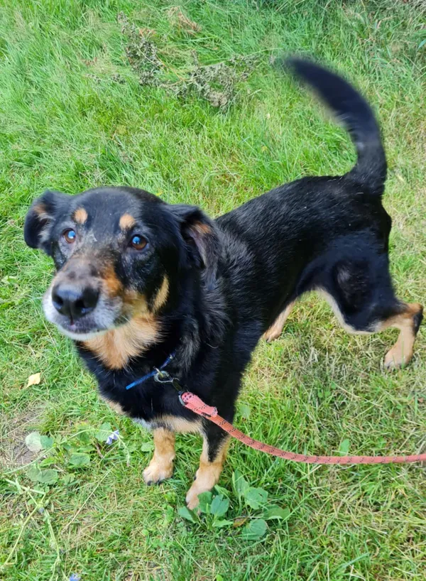 Pies do adopcji, Włocławek, 15 lipca 2025 (5/5)