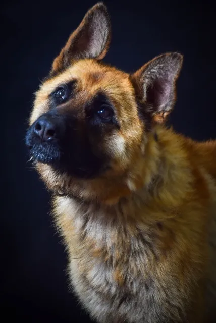 Pies do adopcji, Piła, 3 czerwca 2025 (1/4)