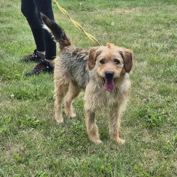 Znaleziono psa, Lublin, 14 lipca 2025