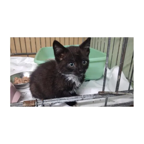 Znaleziono kota, Białystok, 15 lipca 2025