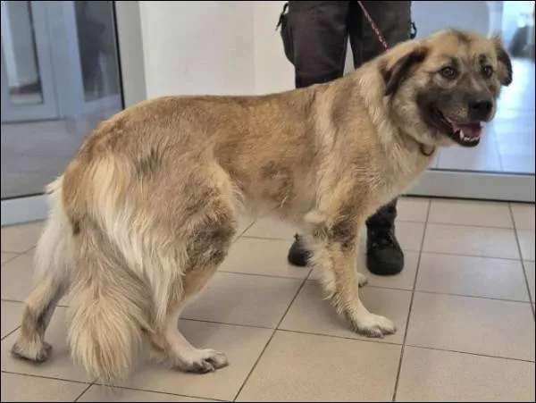 Znaleziono psa, Grudziądz, 14 lipca 2025