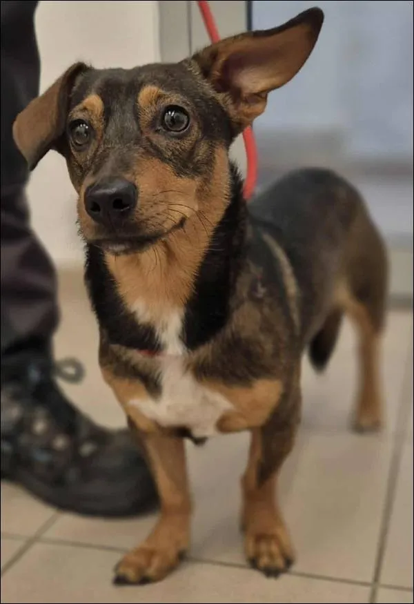 Znaleziono psa, Grudziądz, 14 lipca 2025