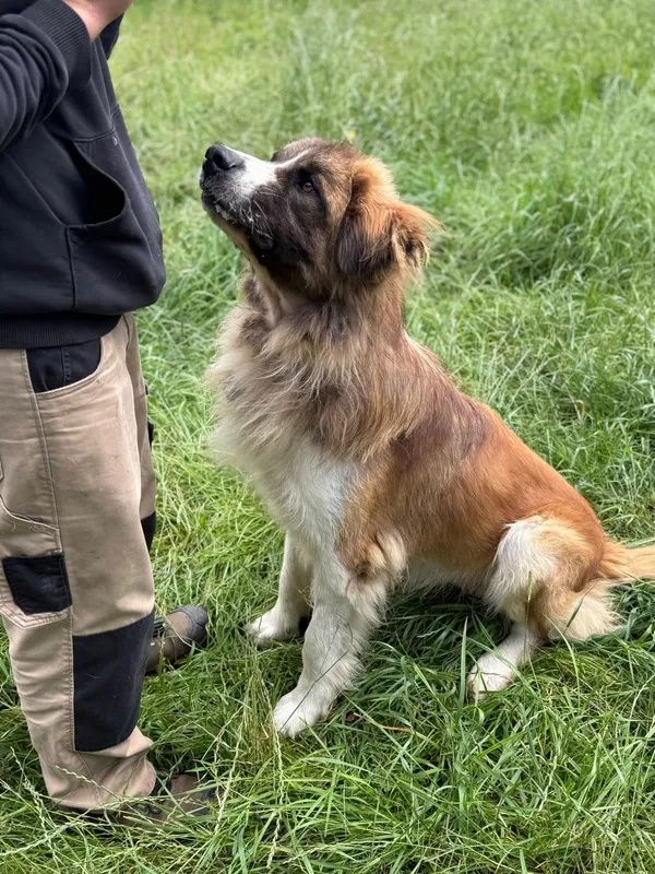 Pies do adopcji, Jelenia Góra, 29 maja 2025 (3/3)