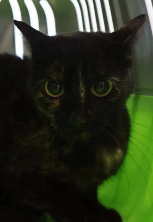 Znaleziono kota, Łódź, 15 lipca 2025 (2/2)