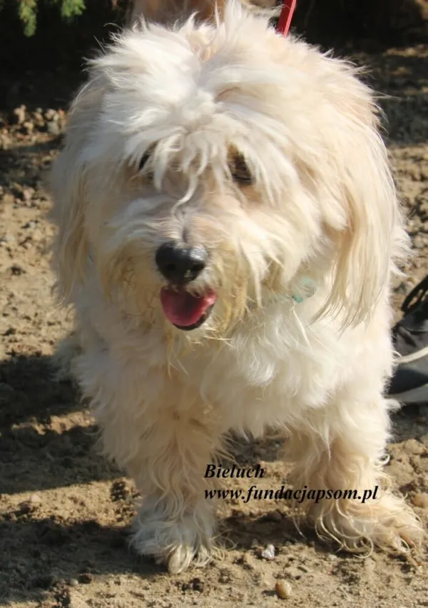 Pies do adopcji, Nowy Dwór Mazowiecki, 15 lipca 2025 (1/5)