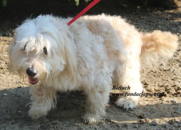 Pies do adopcji, Nowy Dwór Mazowiecki, 15 lipca 2025 (3/5)