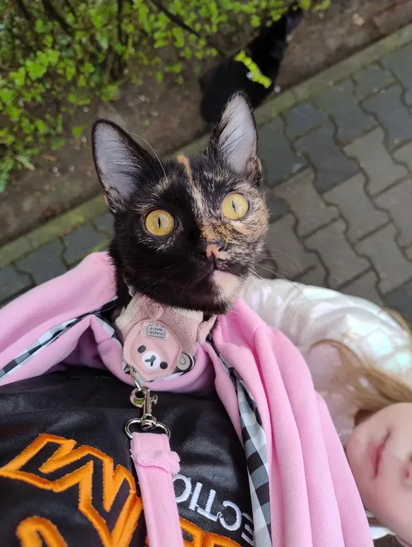 Zaginął kot, Zamość, Osiedle Jana Kilińskiego, 15 lipca 2025 (4/4)