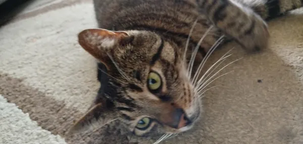 Zaginął kot, Łódź, 15 lipca 2025