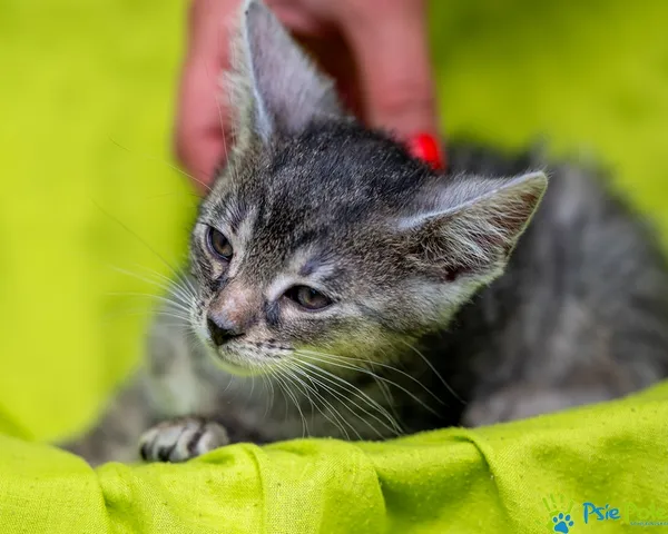 Kot do adopcji, Racławice, 9 lipca 2025 (1/5)