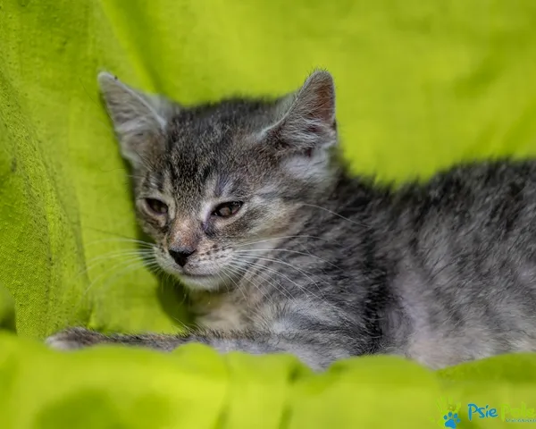 Kot do adopcji, Racławice, 9 lipca 2025 (2/5)