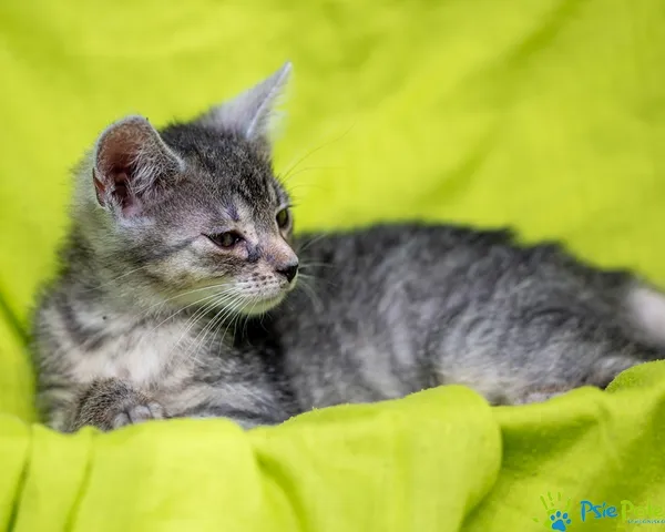 Kot do adopcji, Racławice, 9 lipca 2025 (4/5)