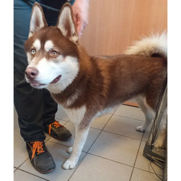 Znaleziono psa, Białystok, 15 lipca 2025