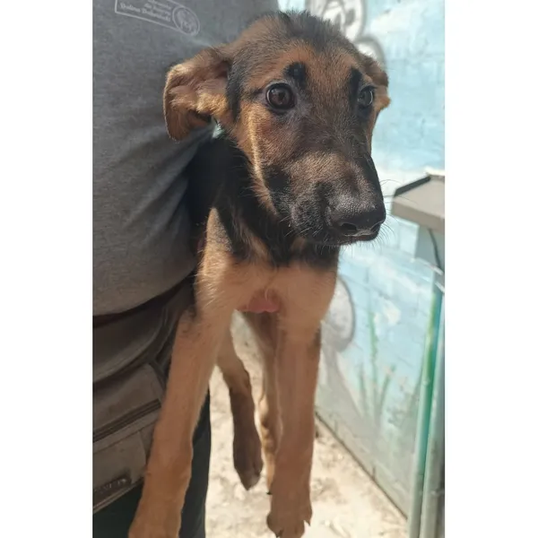 Znaleziono psa, Białystok, 15 lipca 2025