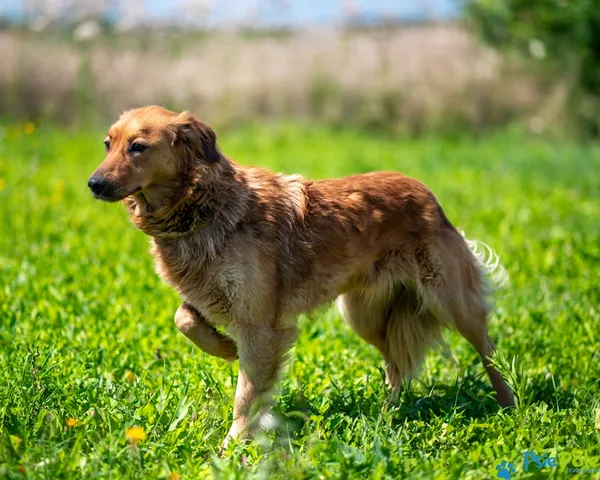 Pies do adopcji, Racławice, 10 lipca 2025 (5/5)