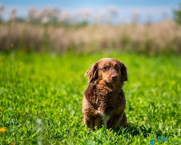 Pies do adopcji, Racławice, 10 lipca 2025 (2/5)