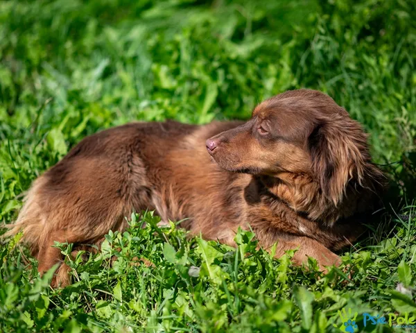 Pies do adopcji, Racławice, 10 lipca 2025 (3/5)