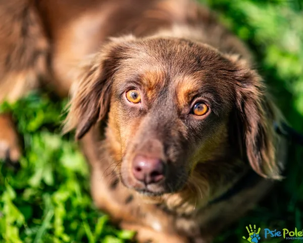 Pies do adopcji, Racławice, 10 lipca 2025 (4/5)