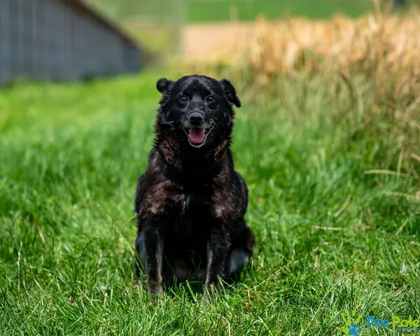 Pies do adopcji, Racławice, 10 lipca 2025 (1/5)