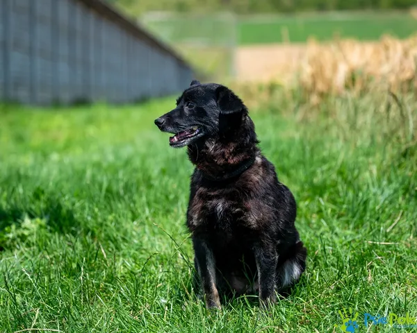 Pies do adopcji, Racławice, 10 lipca 2025 (2/5)