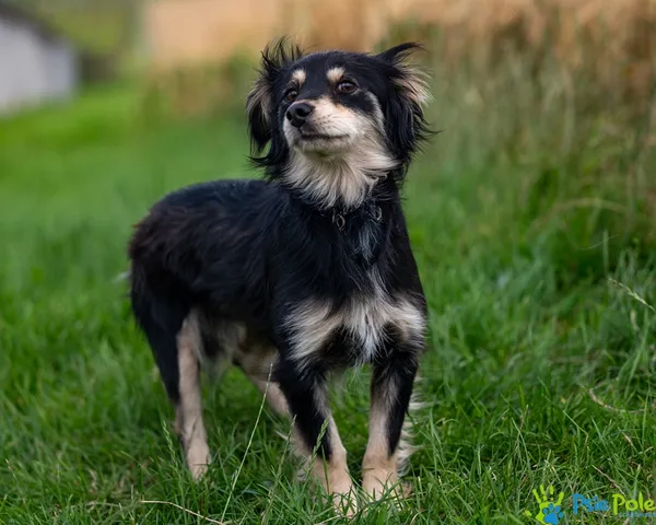 Pies do adopcji, Racławice, 10 lipca 2025 (1/5)