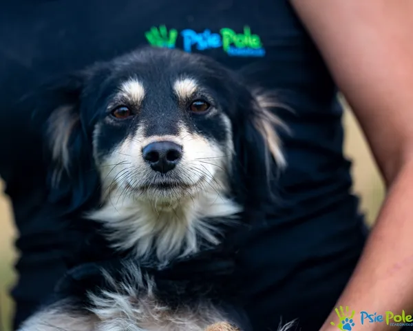 Pies do adopcji, Racławice, 10 lipca 2025 (2/5)